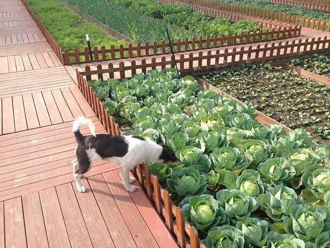 日本富人原来在庭院这样种菜太美了