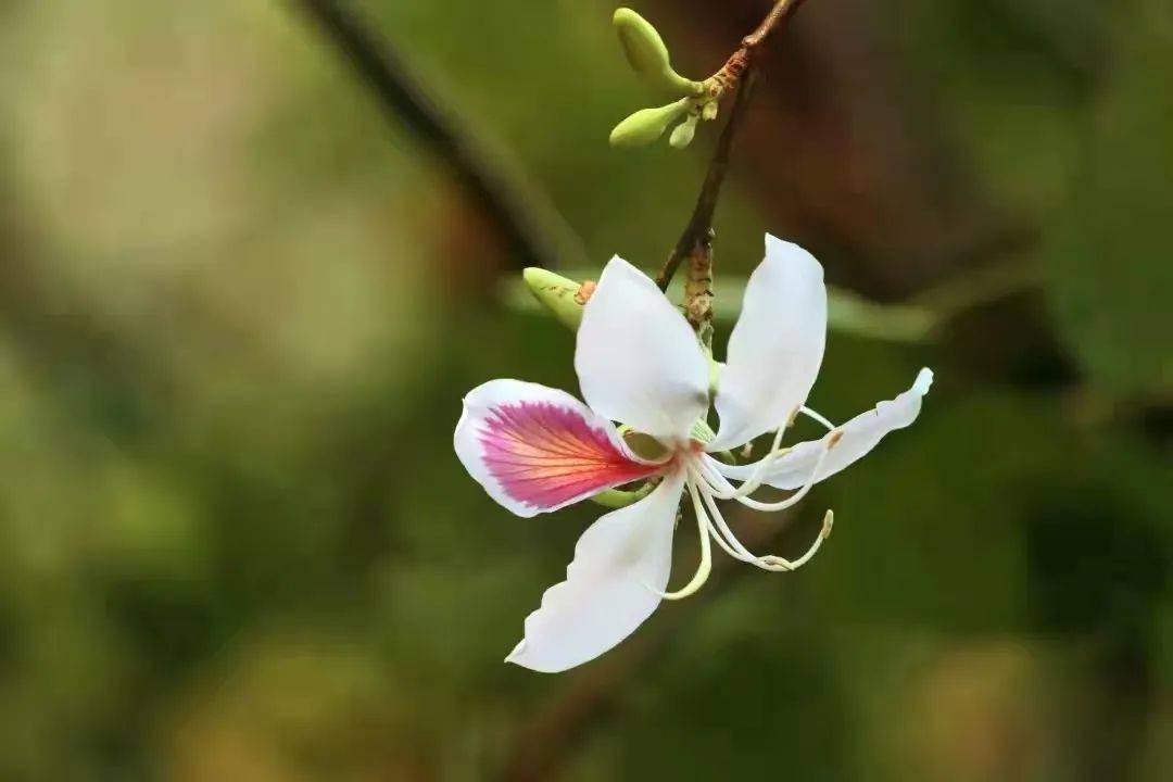 白露花树图片图片