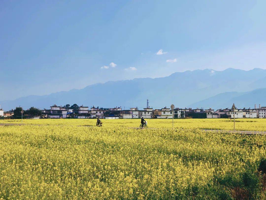 油菜花|醒醒！