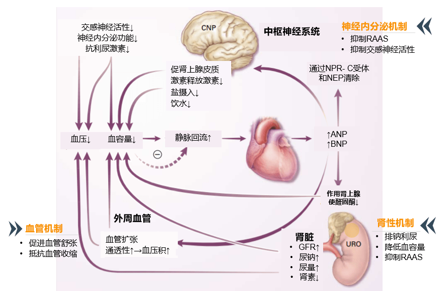 沙库巴曲缬沙坦是首个血管紧张素脑啡肽酶抑制剂,抑制 raas 的同时