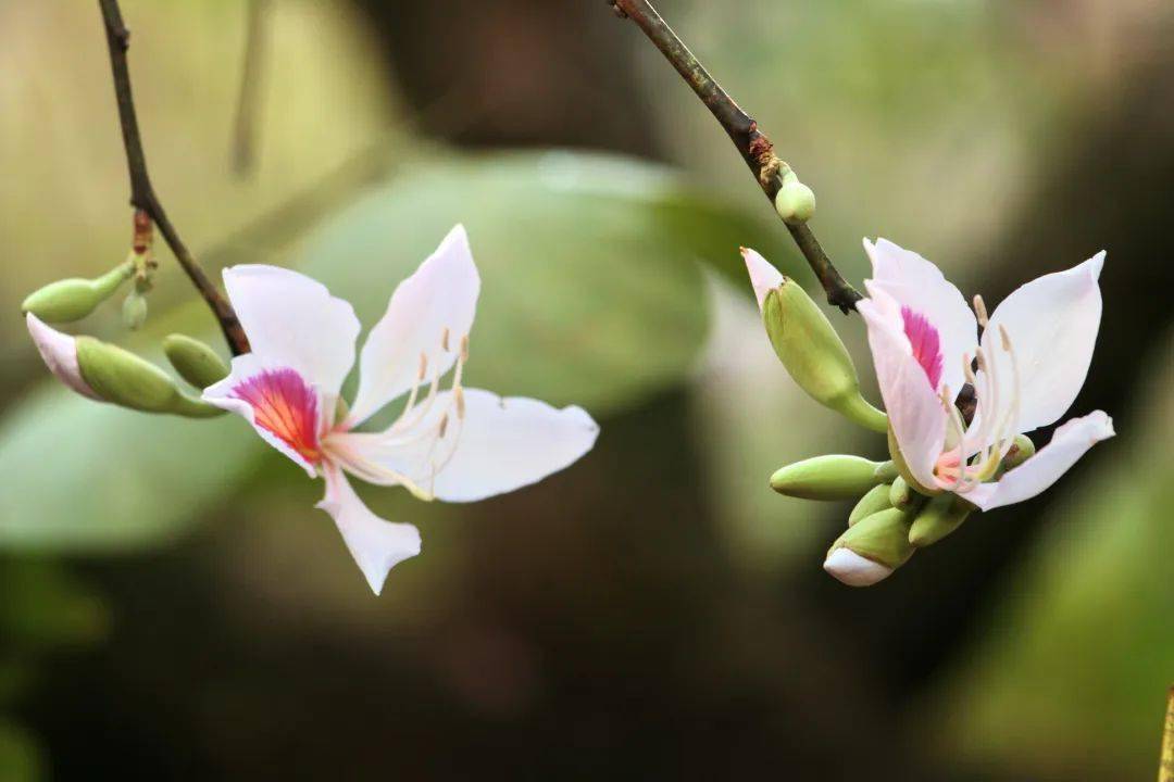 白露花树图片图片