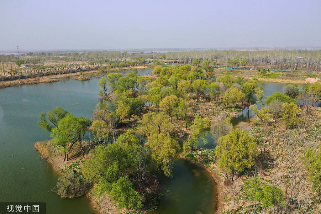 柳枝|郑州：春到黄河岸 静美风景惹人怜爱