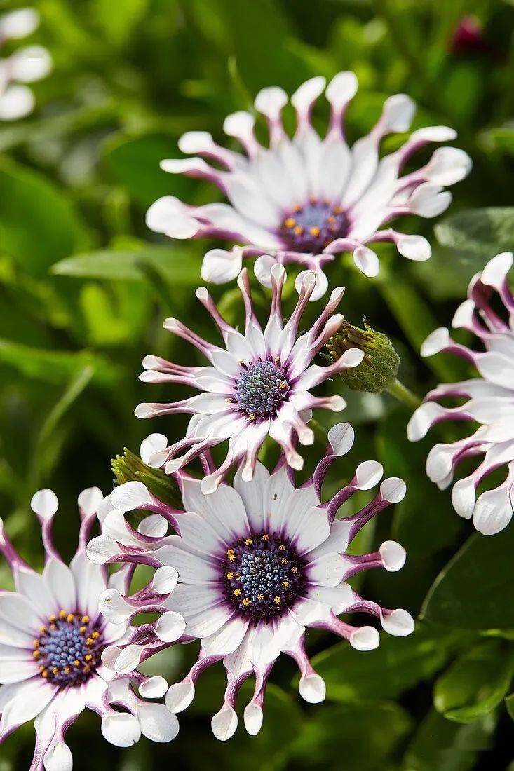 奇特小众宛如天外来客的蓝目菊究竟有多可爱