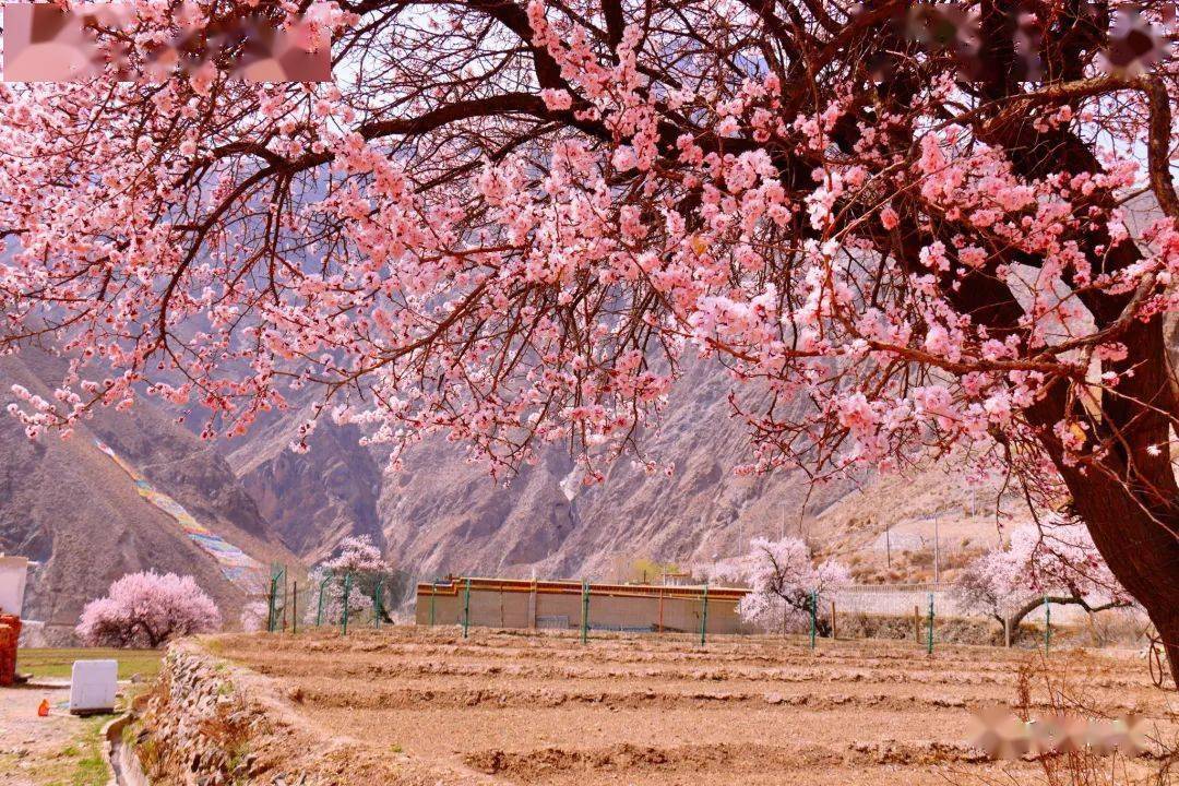 春到古浪堤_杏花_王镝_爱好者