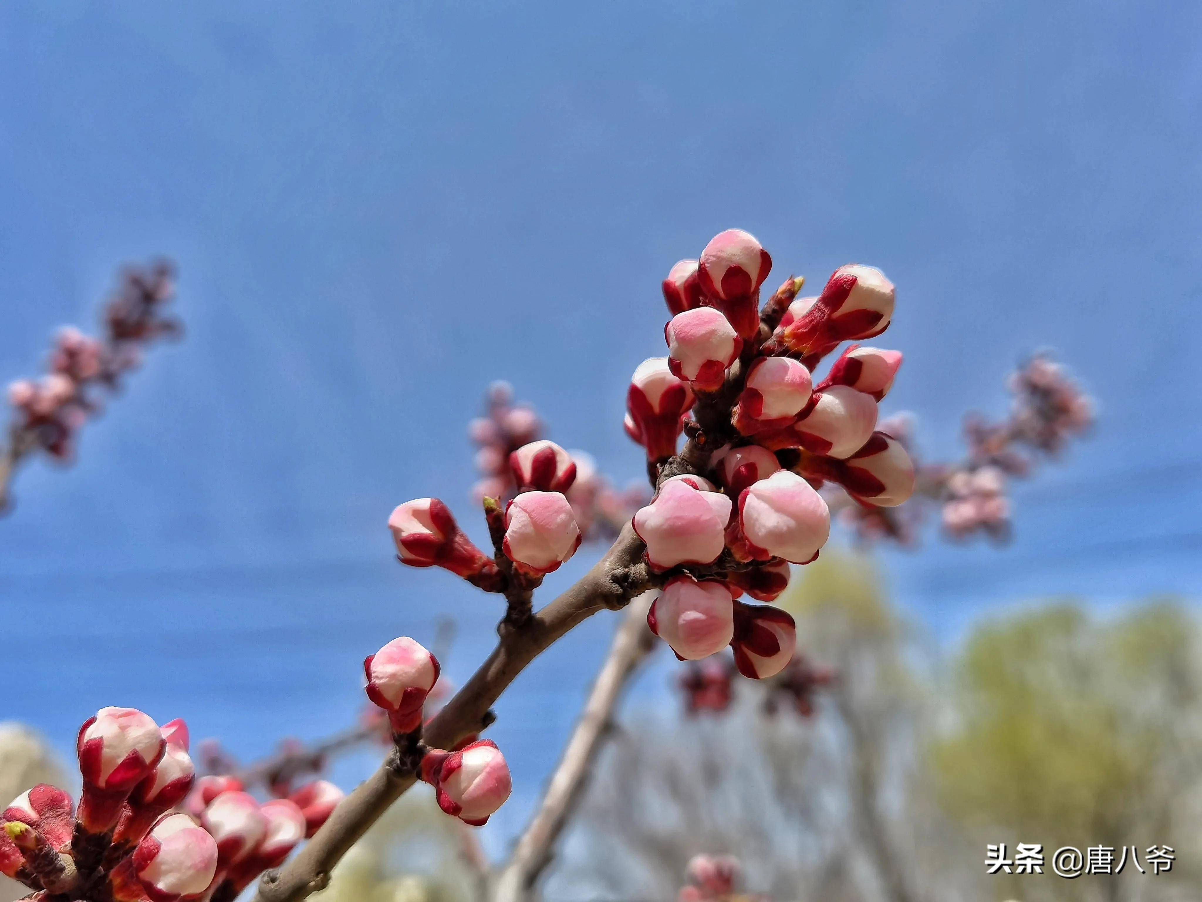 初春含苞待放的杏花