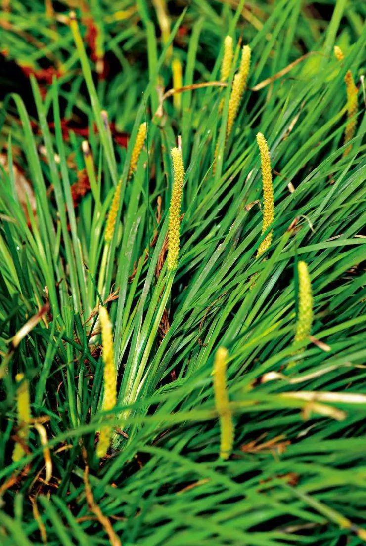 每天学习一味中药——石菖蒲