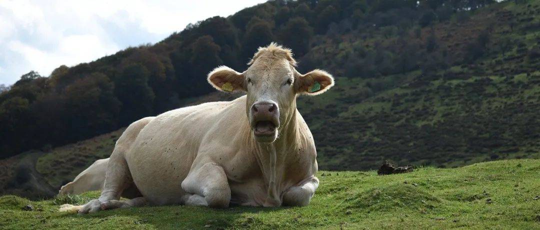 牛价上涨?!_接种_疫苗_发病