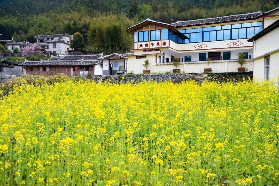 德化曾坂的春天油菜花开美如画