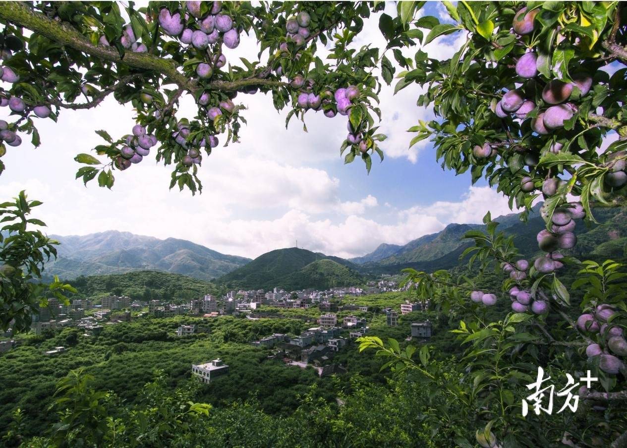 钱排镇_信宜市_种植