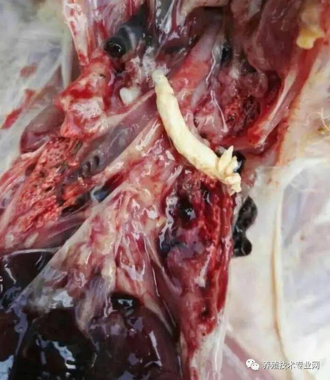 新思维养殖春末季节鸡高发病案例分析及管理方案推荐