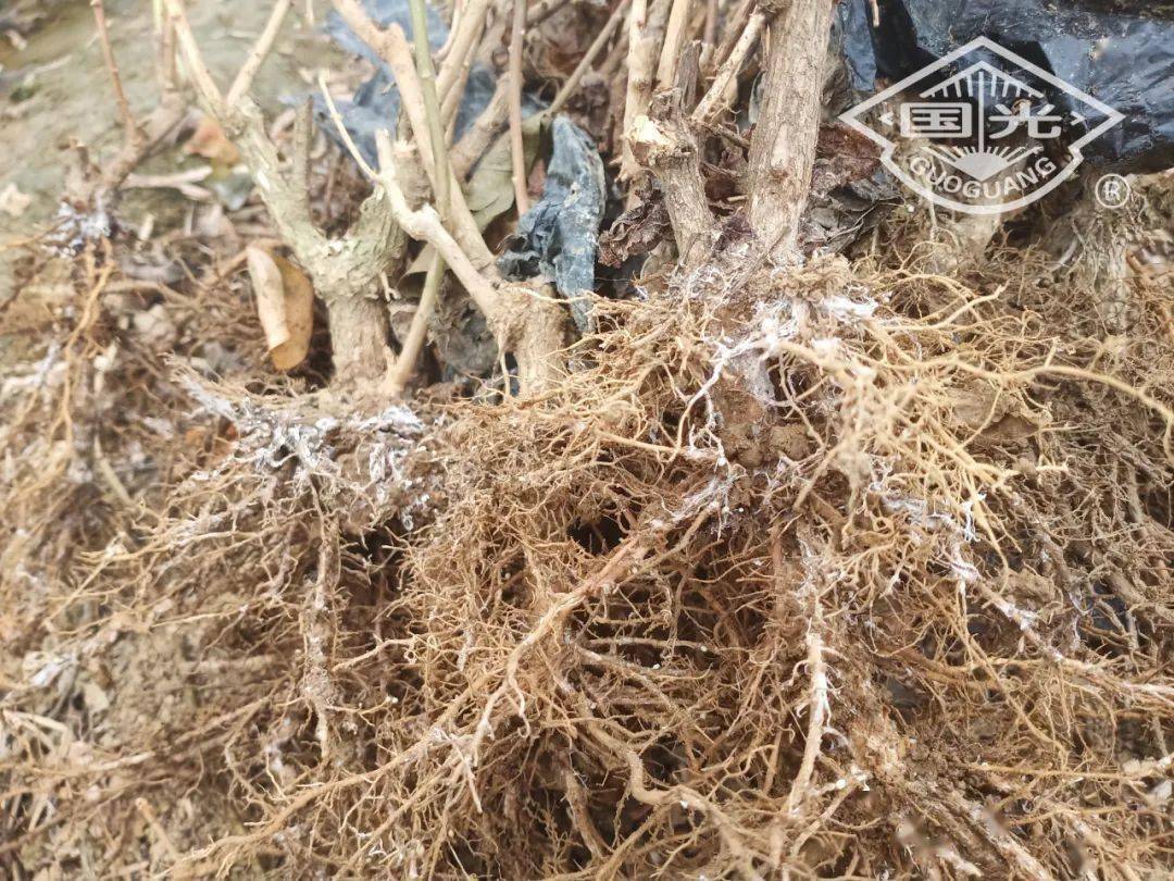 茉莉花白绢病防治技术_发病_土壤_严重