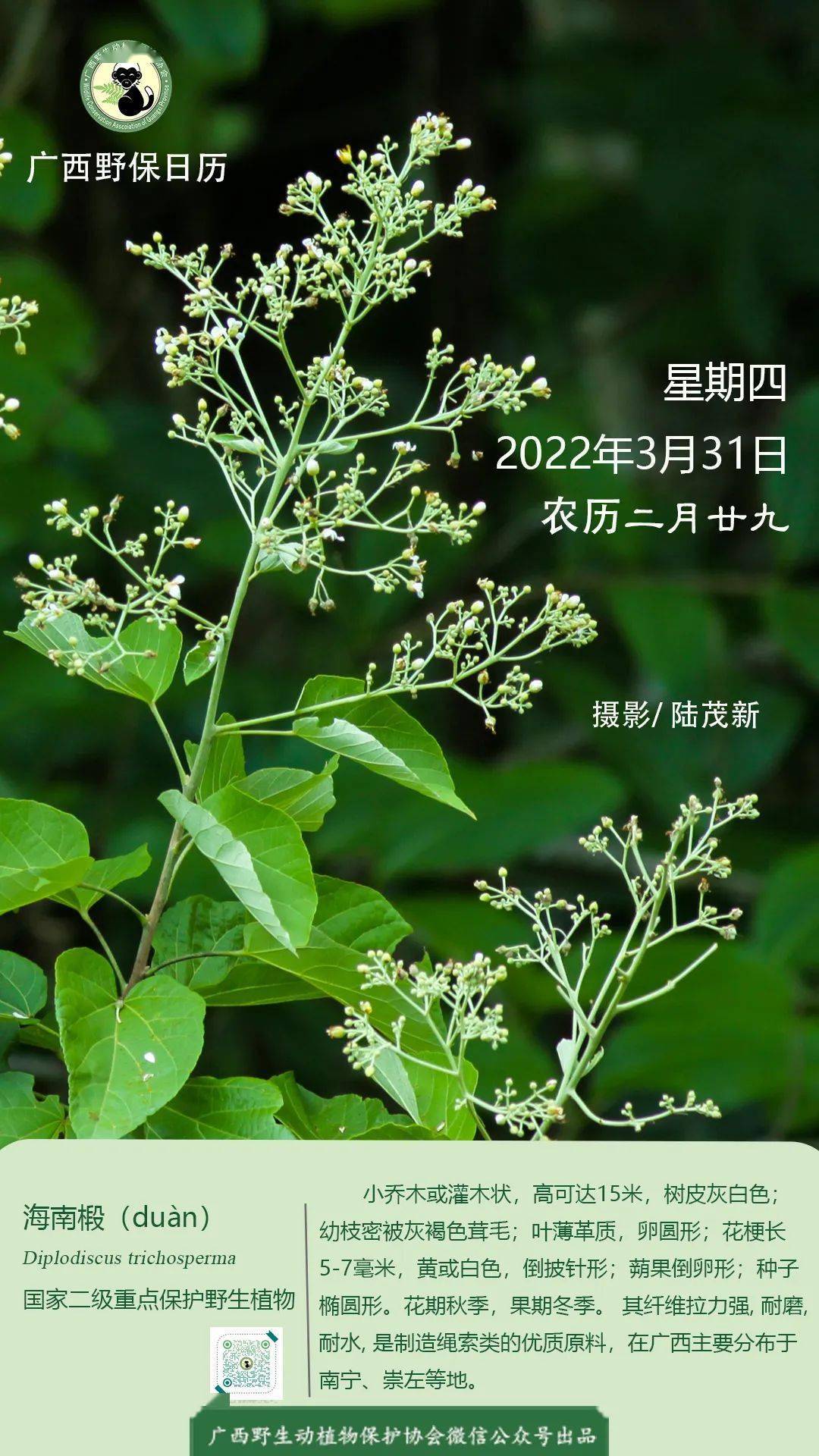 广西野保日历海南椴国家二级保护植物
