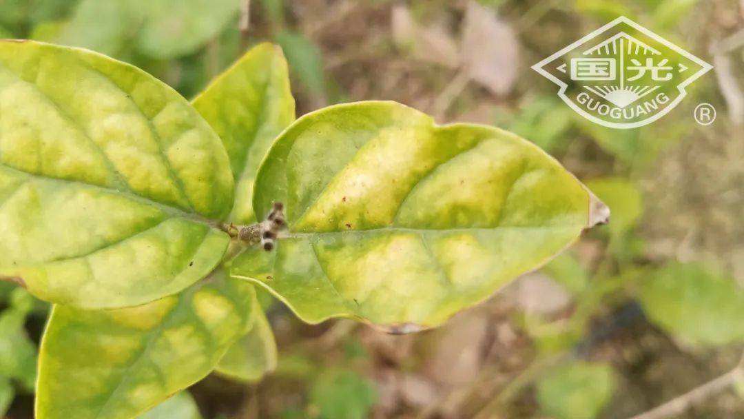 茉莉花白绢病防治技术