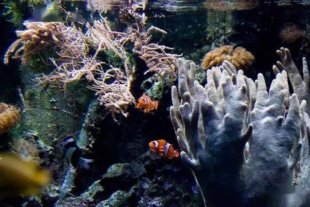 全世界不能错过的水族馆柏林水族馆