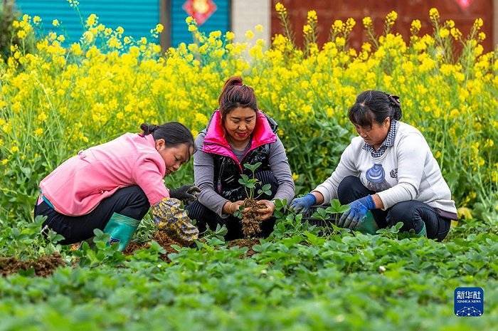 清明將至,各地農民忙著春耕勞作,田間地頭一派忙碌景象.