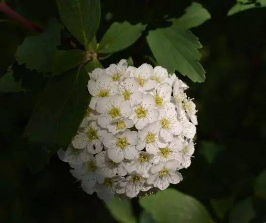 麻葉繡線菊