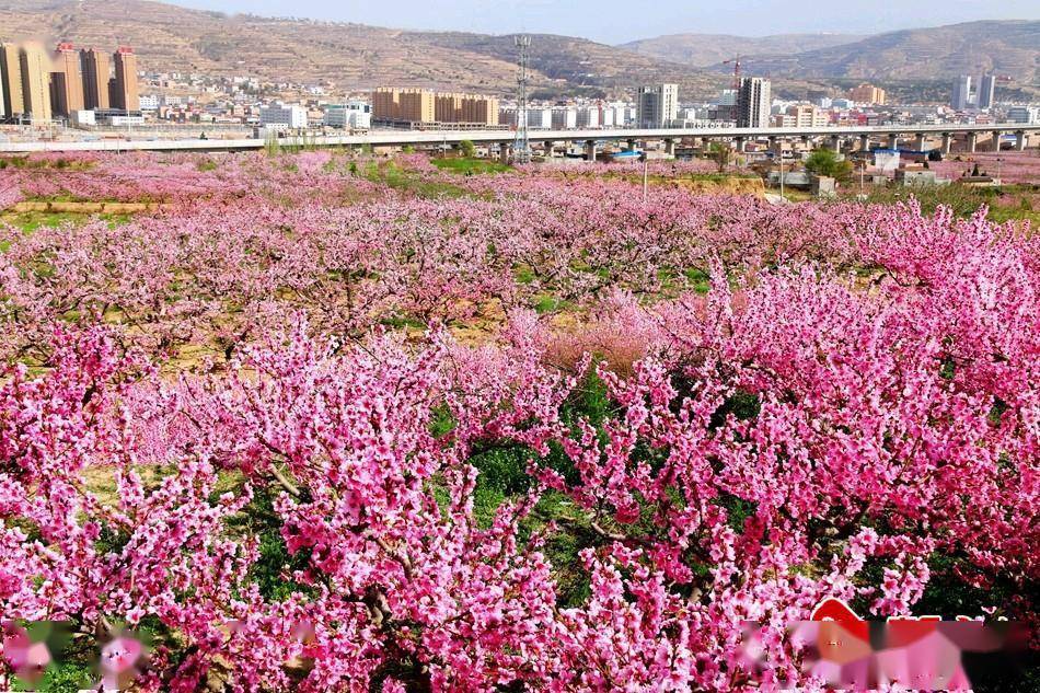 秦安县将举办2022年云上桃花会