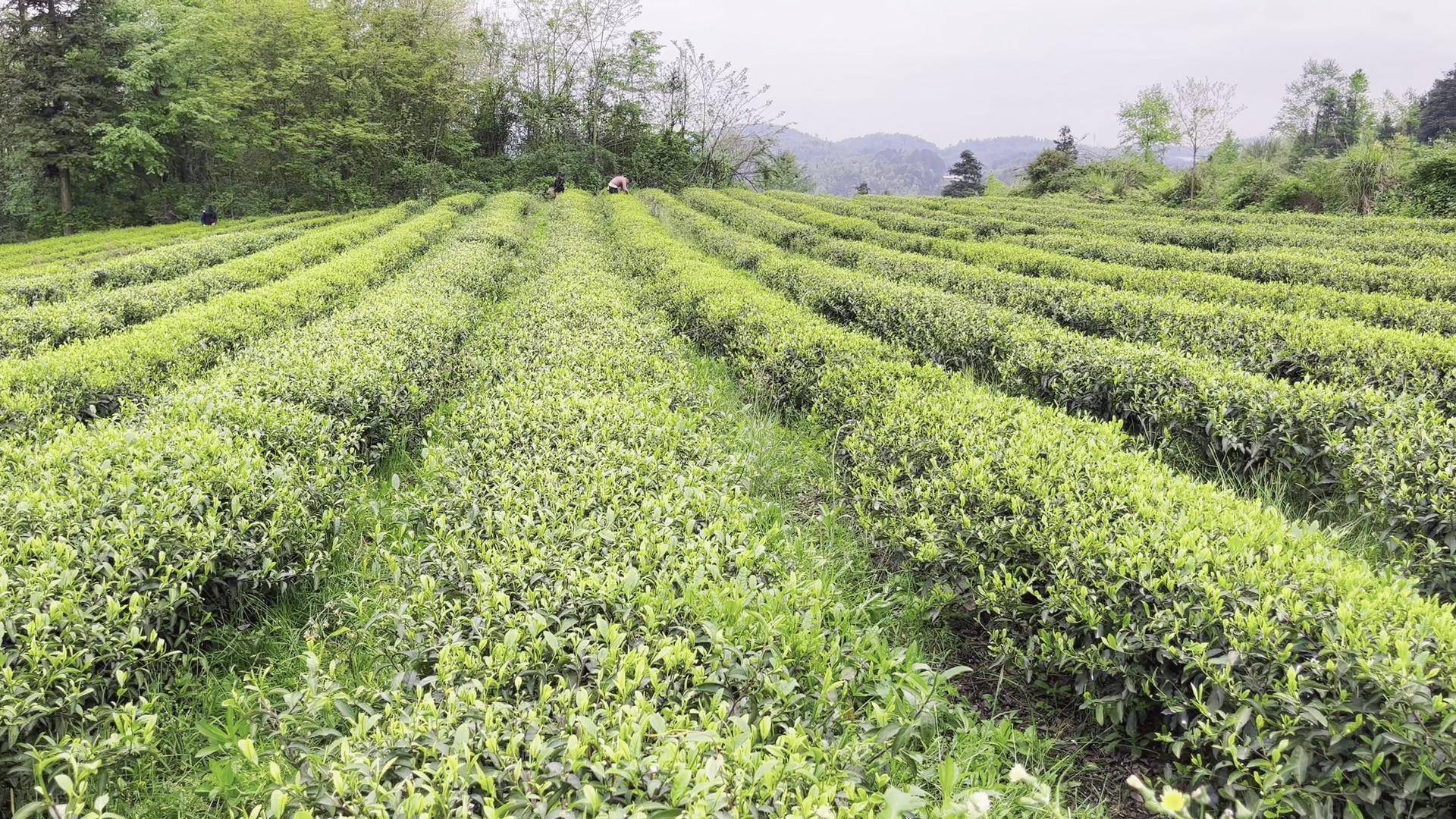 金沙县茶园镇:春光好 采茶忙 绿色产业富一方