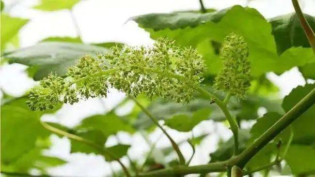 栽培 葡萄花序少 无花序的原因及防治措施 树体 影响 花芽