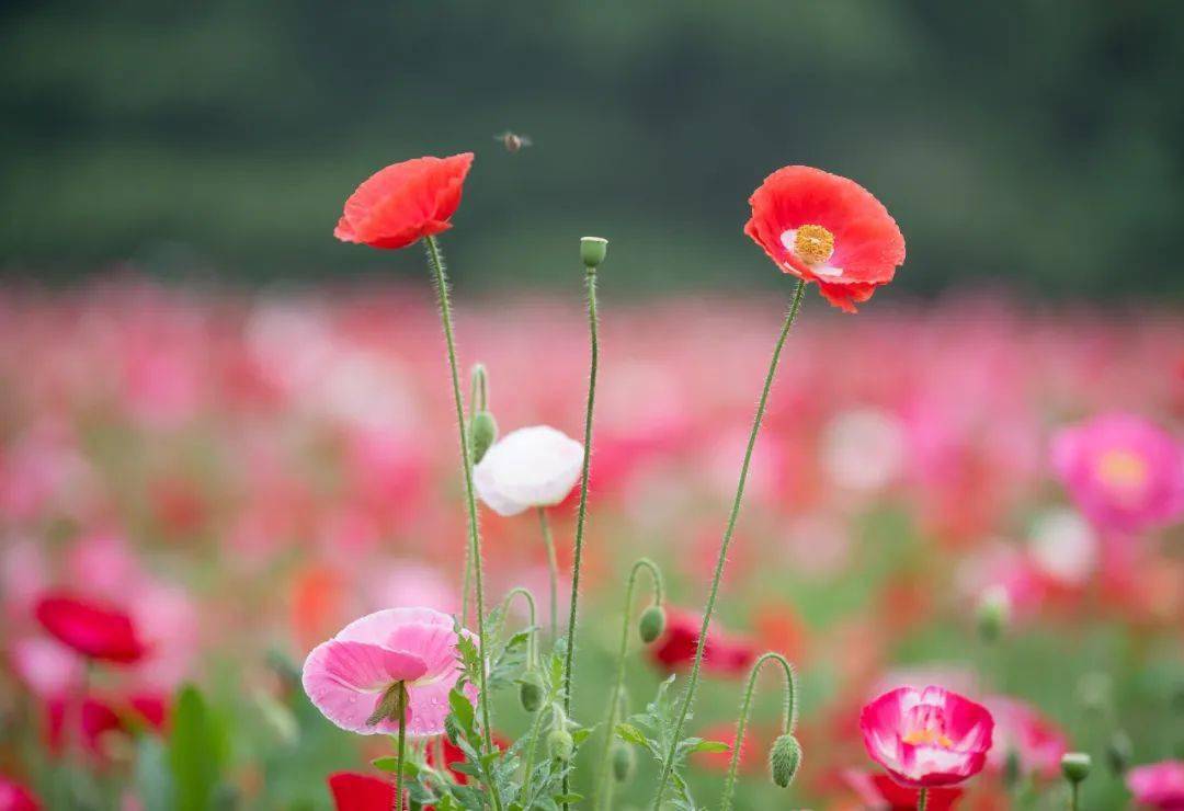 你拍成这样,小编看不下去了……_拍花_技巧_花儿