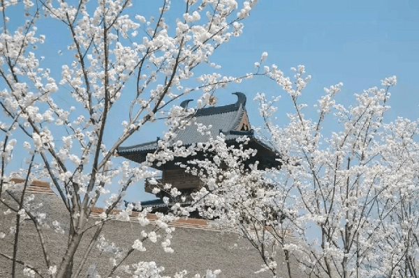 南京江宁:春色如画_枝头_走过_杏花村
