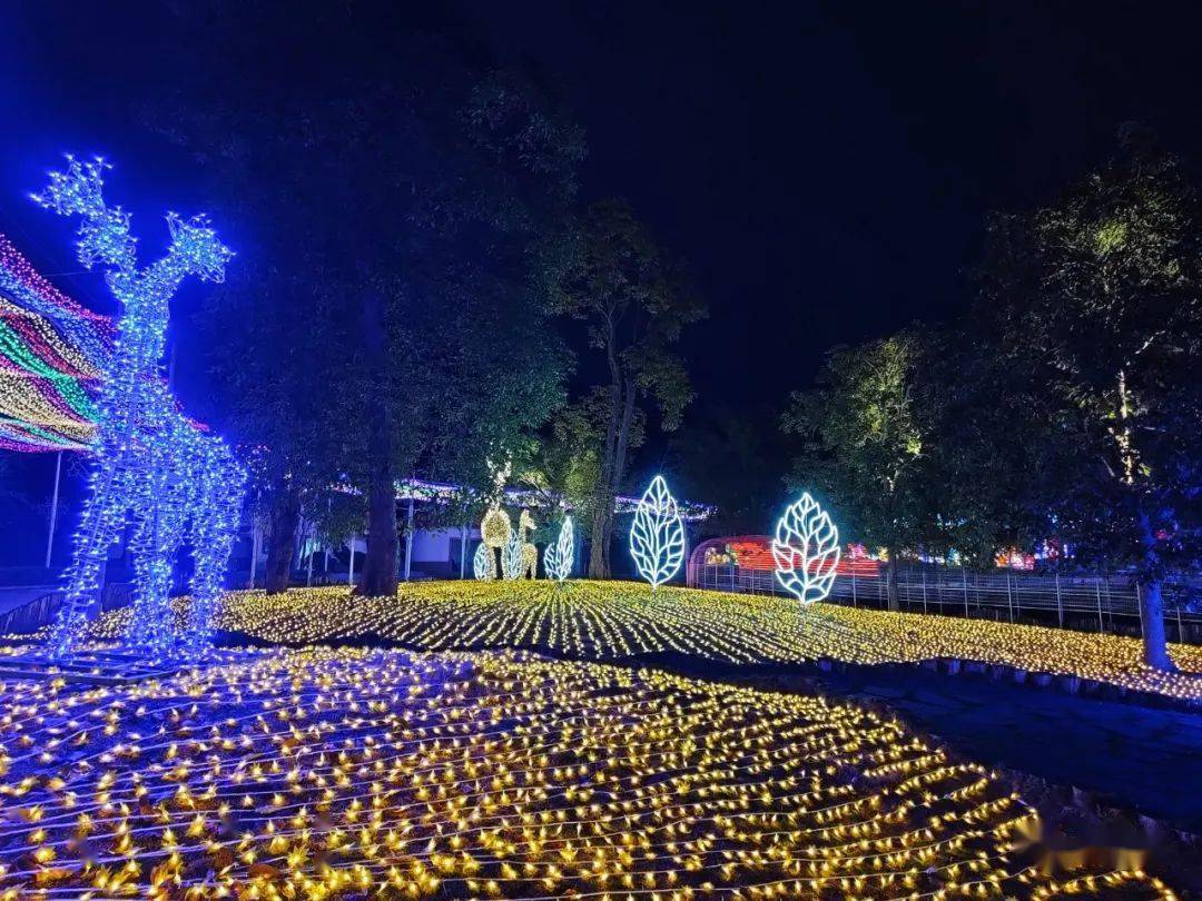 白天赏兰花似锦夜晚看灯火璀璨青秀山春季兰花特展开展