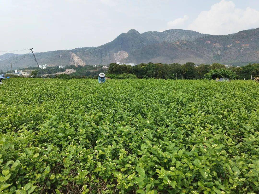 在元江縣江東片區和小寨子組等片區的茉莉花種植地,大片的茉莉花特別