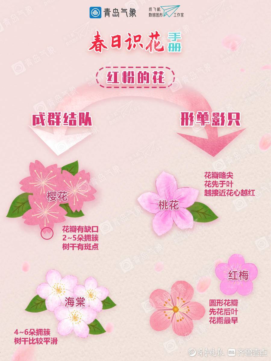 分不清梅桃梨李樱杏 收下这份春日识花手册 让你告别 花痴 梅花 白色 粉红色