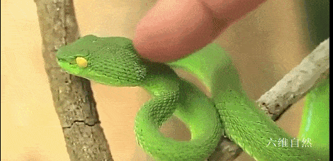 小竹叶青蛇毒性也大,福建一男子徒手捉青竹标幼蛇,很快中毒昏迷_毒蛇