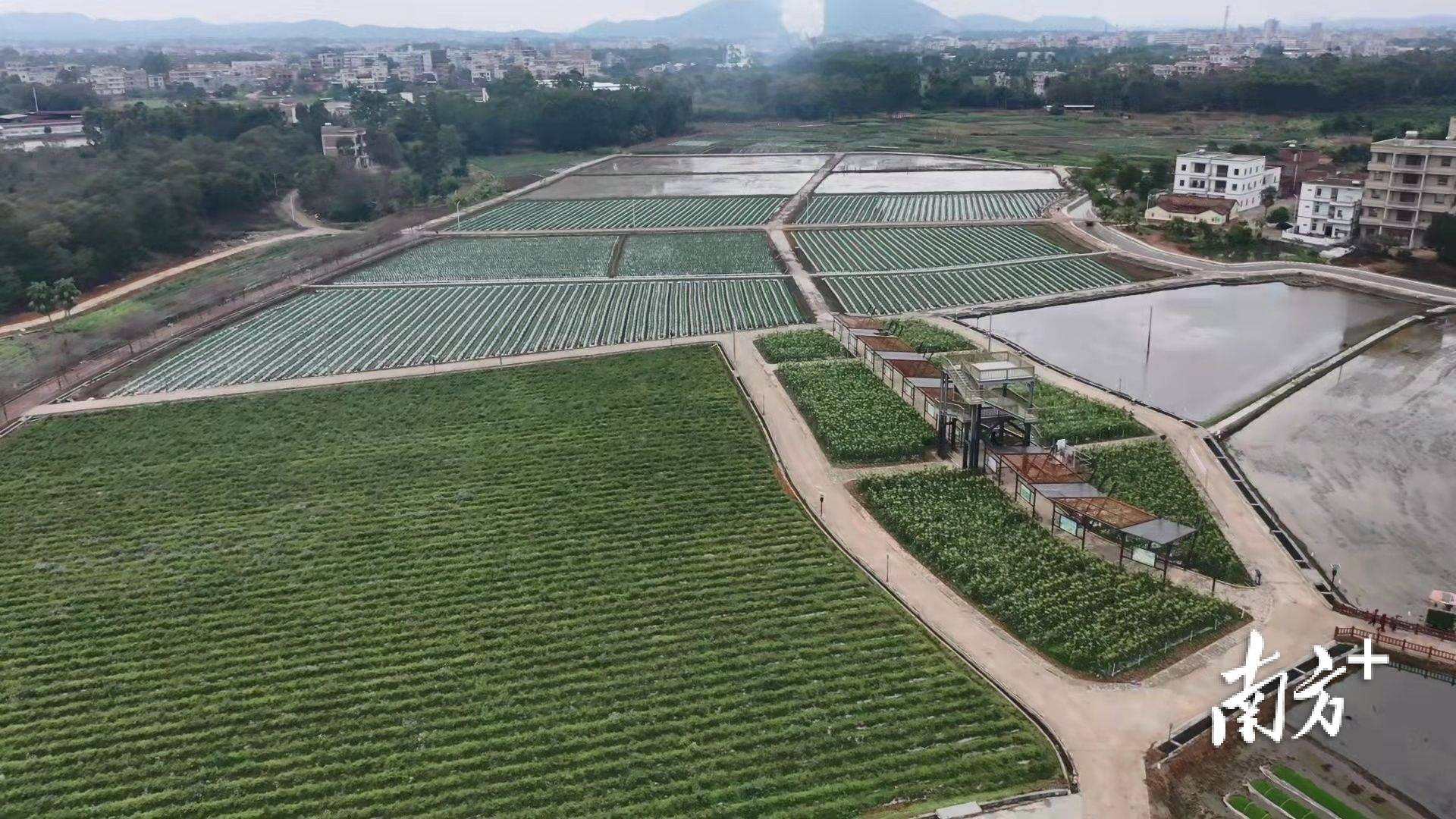 南方日报报道高州无人农场农机没有驾驶员自动插秧快又准