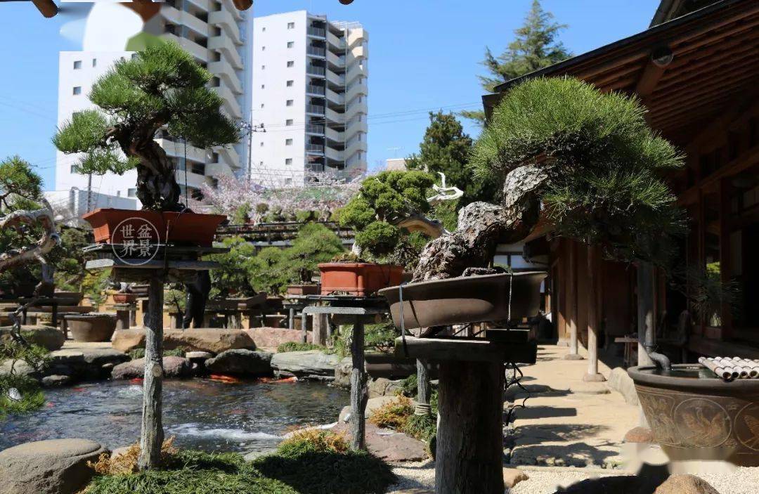 造价超10亿日本最美的盆景园