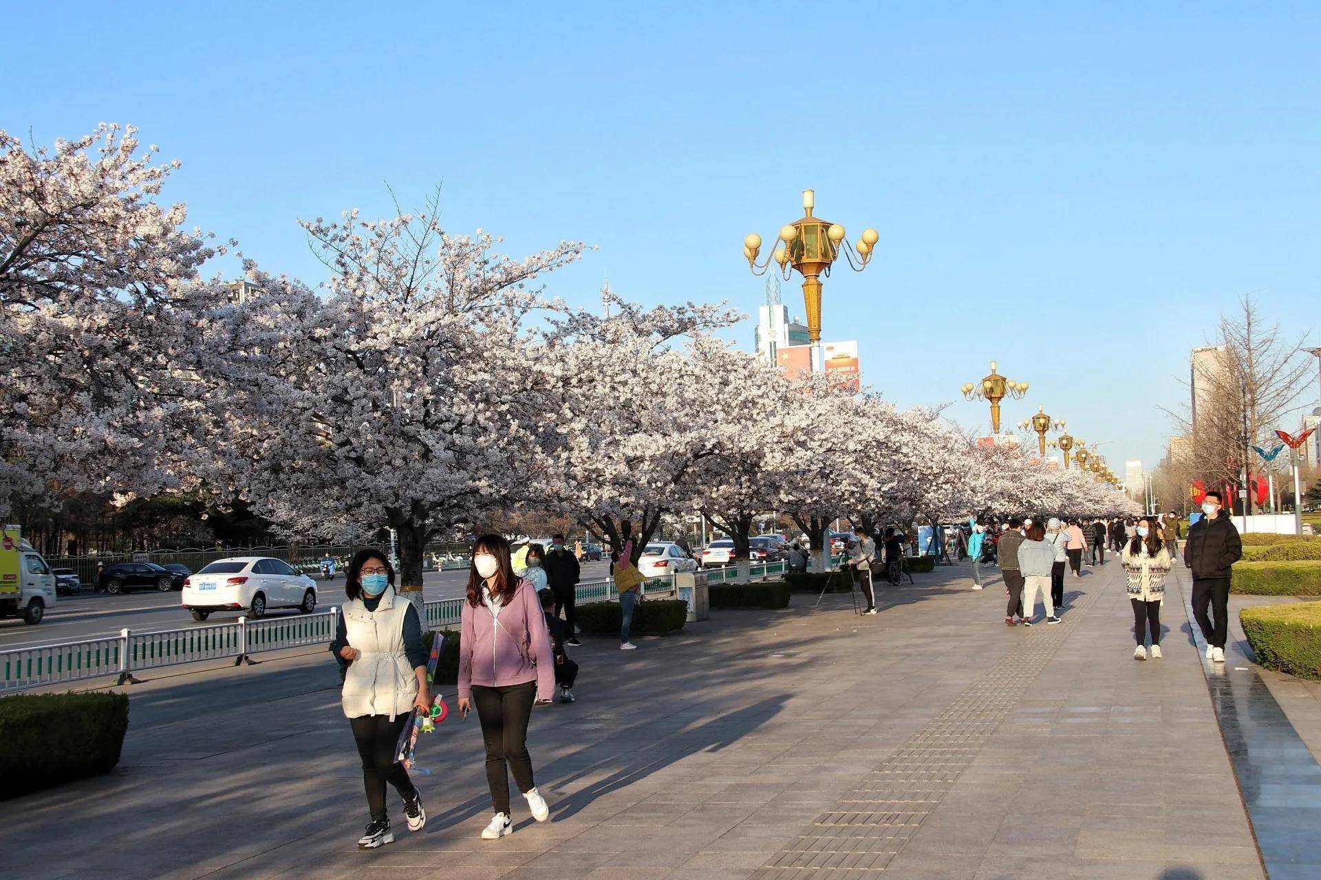 4月初的潍坊正是樱花烂漫时