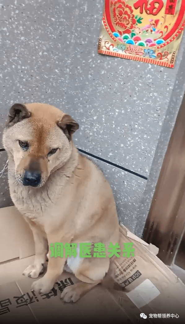 记仇医生给狗狗绝育救狗一命却被连续骂了3年狗子割蛋之仇不共戴天