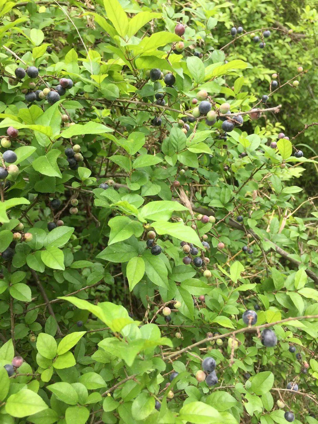 这就是——鸡眼果,你的思绪是不是瞬间明朗啦.