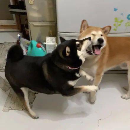 黑柴总是喜欢欺负黄柴而且它还会恶人先告状网友绿茶狗