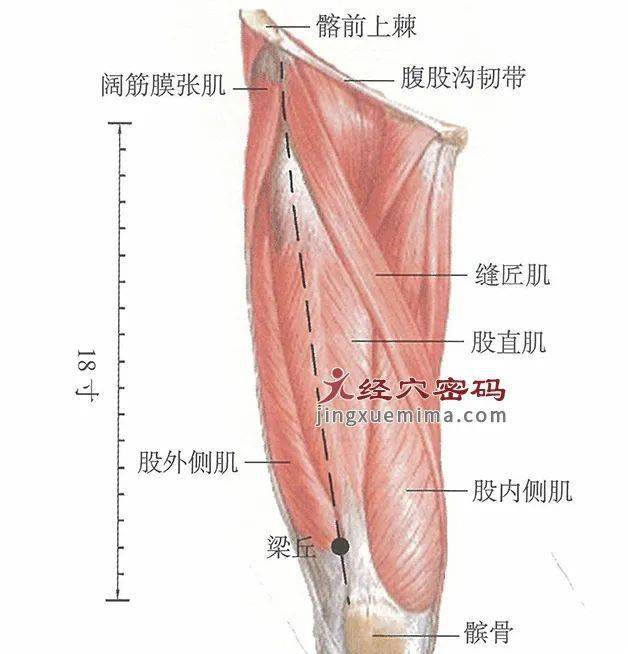 伸展膝蓋用力時,筋肉凸出處的凹窪;或從膝蓋骨外側端,向上約三指處即