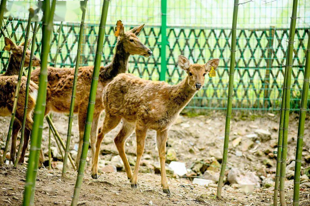 39元开抢鹿公园门票投喂小鹿赏花露营16个畅玩项目春日踏青正当时