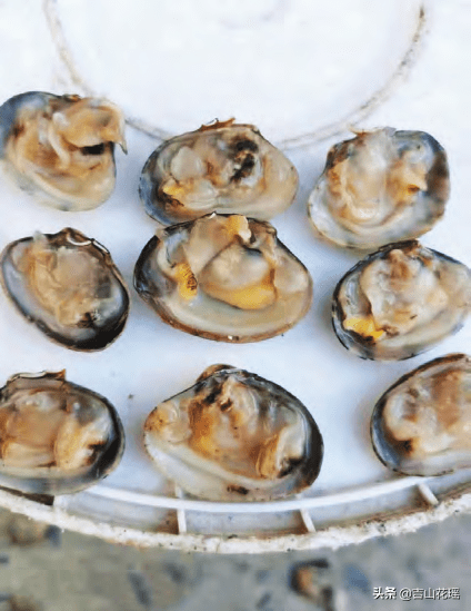 菲律宾蛤仔室内育苗技术探讨