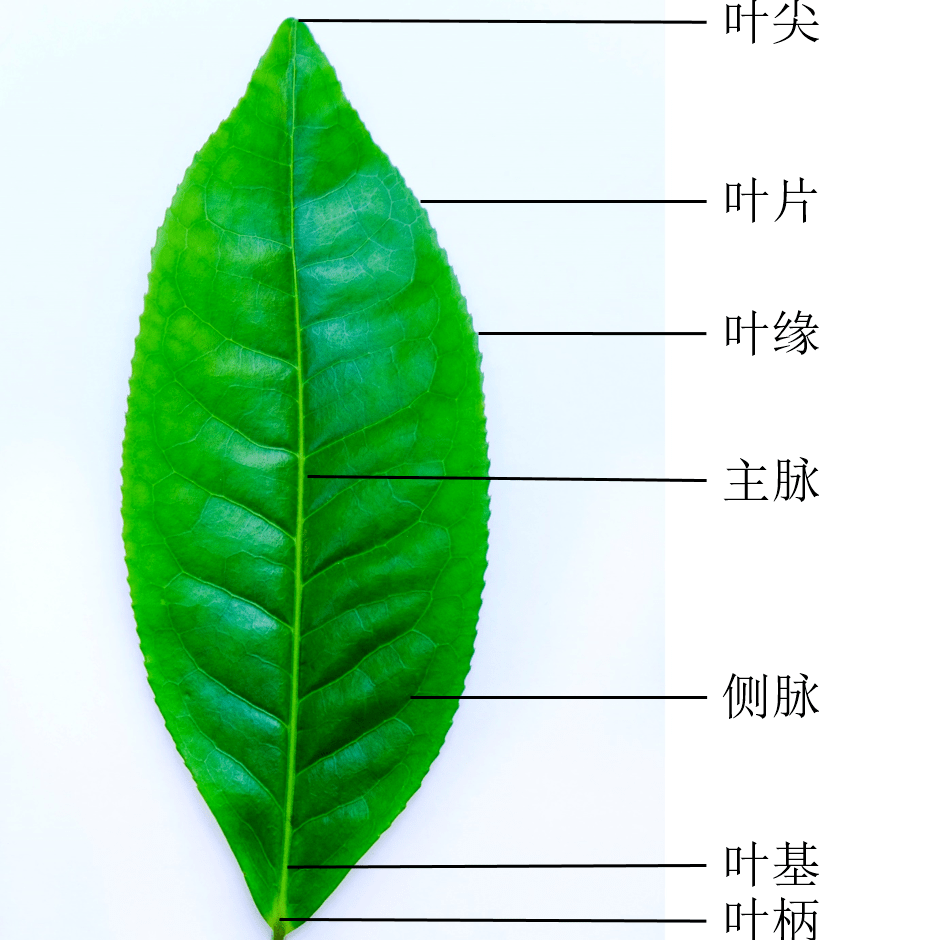 喝过很多种茶您真的认识茶树吗