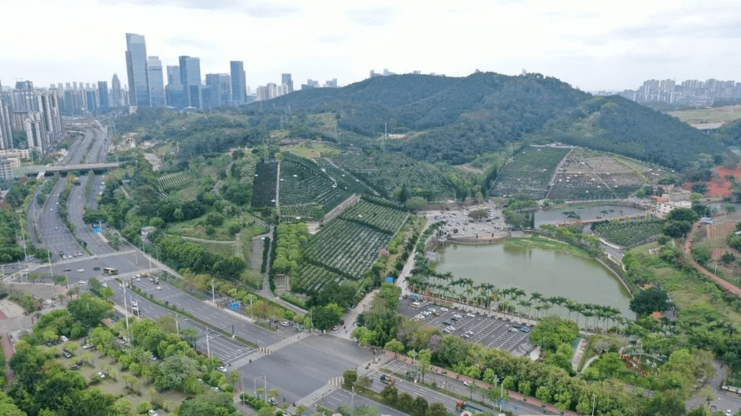 上午11时30分,位于五象大道的青龙岗长安墓园显得很平常,墓区外围没有