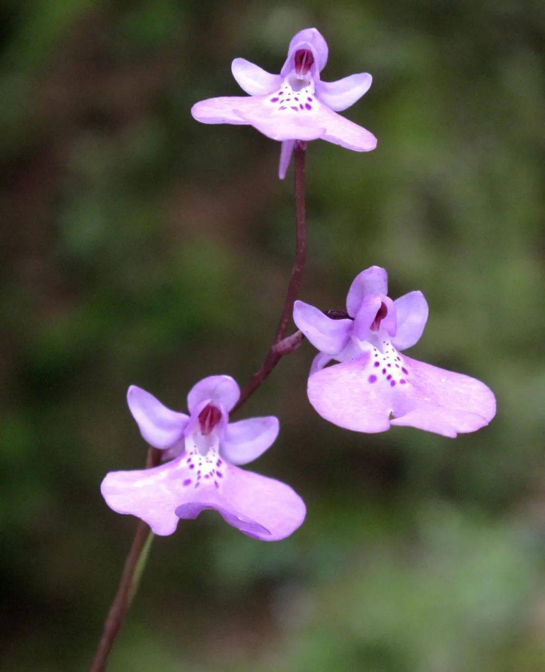 人间最美四月天,和仙气飘飘的大花无柱兰赴一场美丽的约会
