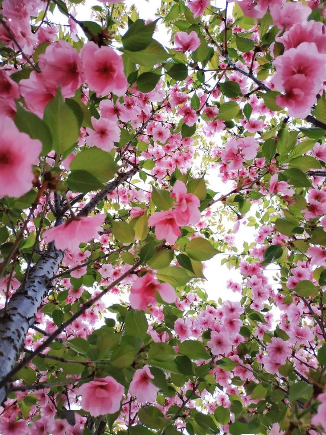 園的櫻花盛放暖春已至不知不覺中start of spring春日遊 · 萬物生長