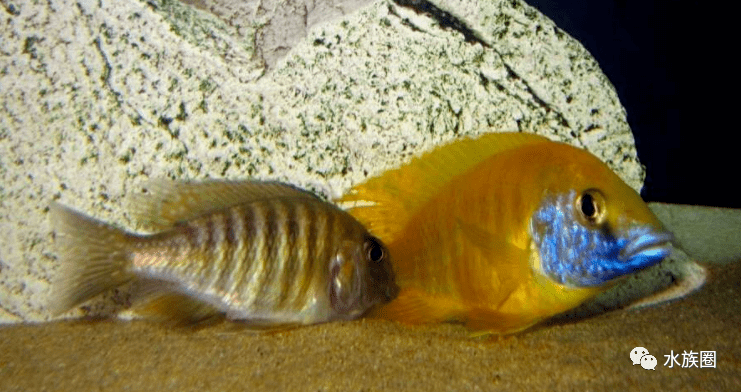 三湖慈鲷繁殖过程详解