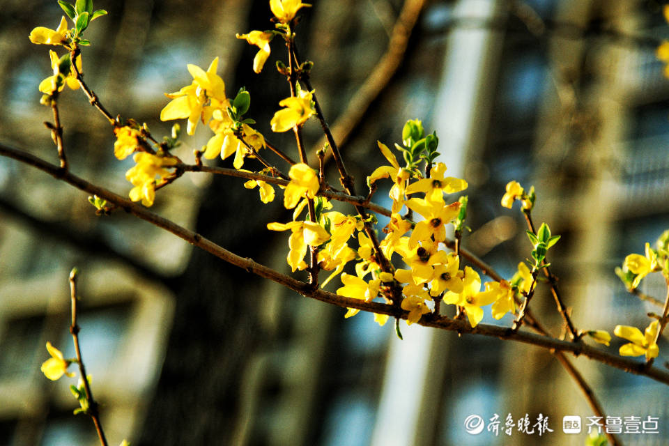 姹紫嫣红赏花季