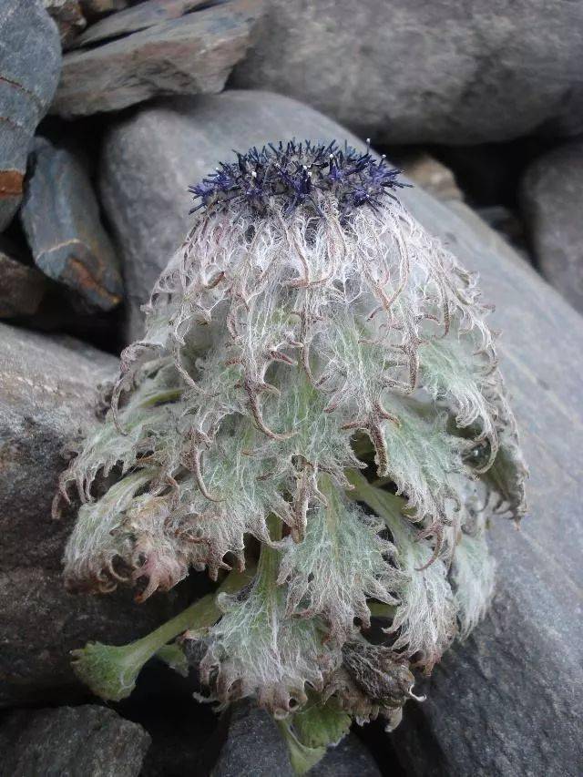 新疆的雪莲品种介绍