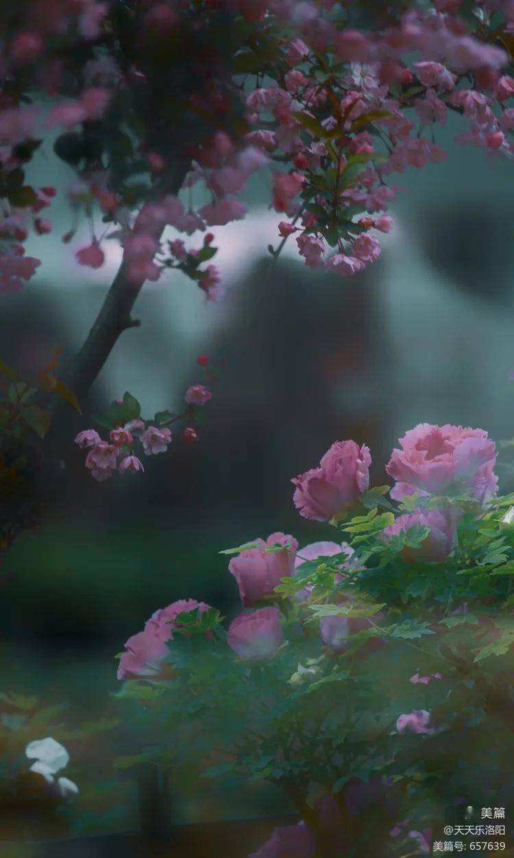 培养经年,造化夺天功.脉脉向人娇不语,晨露 重 ,洗芳容.