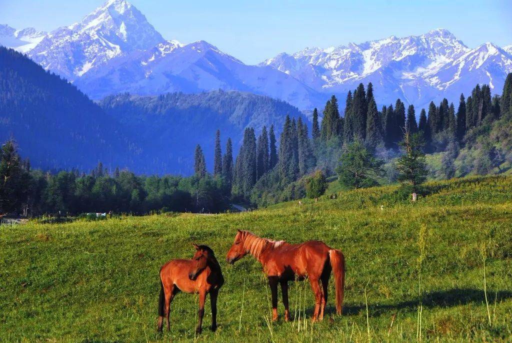 新疆伊犁草原库尔德宁