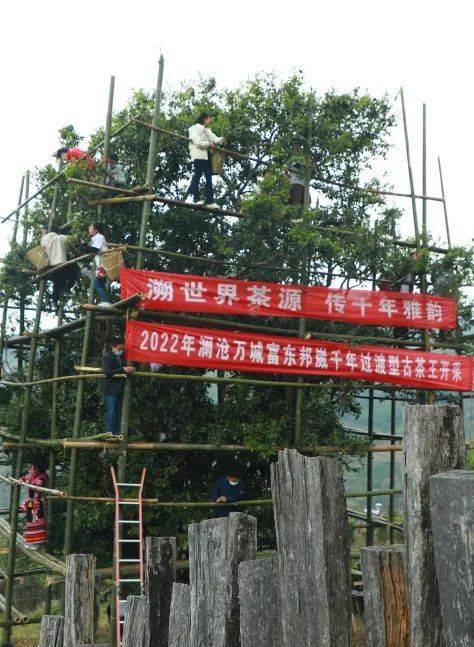 2公斤_富东乡_澜沧县_茶树