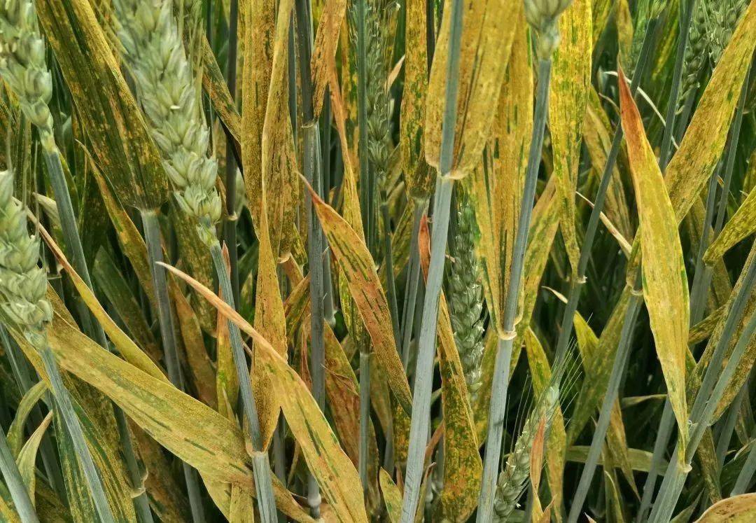 小麦条锈病是三种锈病中发生范围最广,传播速度最快的病害之一.