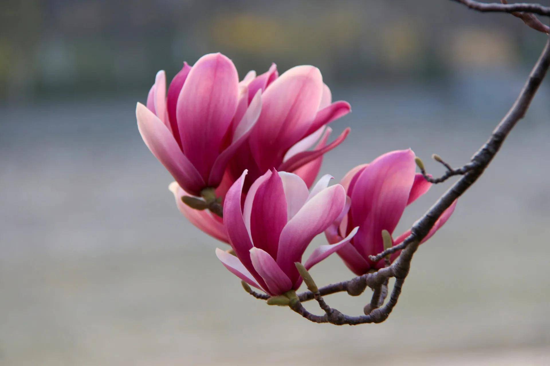 八幅玉兰花摄于清明节